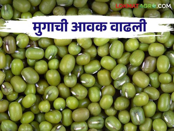 Mug Bajarbhav : How the market price is getting a decrease in the production of mung bean due to rain | Mug Bajarbhav : पावसामुळे मुगाच्या उत्पादनात घट कसा मिळतोय बाजारभाव Mug Bajarbhav : How the market price is getting a decrease in the production of mung bean due to rain | Mug Bajarbhav : पावसामुळे मुगाच्या उत्पादनात घट कसा मिळतोय बाजारभाव