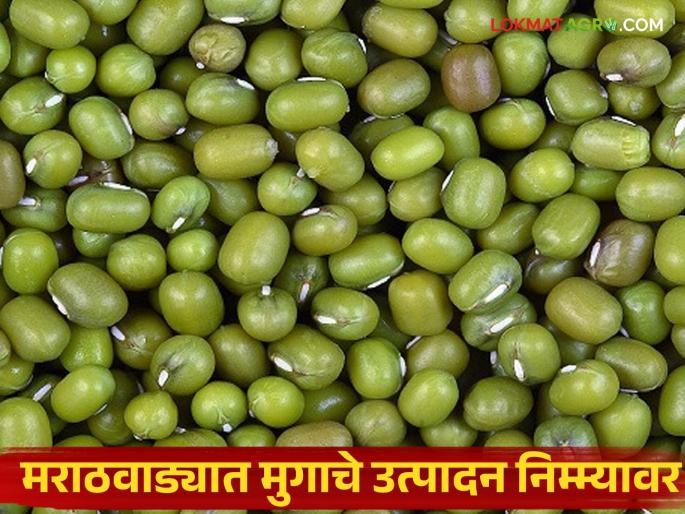 latest news Direct effect of heavy rains; Mung bean production in Marathwada reduced by half Read in detail | अतिवृष्टीचा थेट परिणाम; मराठवाड्यात मुगाचे उत्पादन निम्म्यावर वाचा सविस्तर latest news Direct effect of heavy rains; Mung bean production in Marathwada reduced by half Read in detail | अतिवृष्टीचा थेट परिणाम; मराठवाड्यात मुगाचे उत्पादन निम्म्यावर वाचा सविस्तर