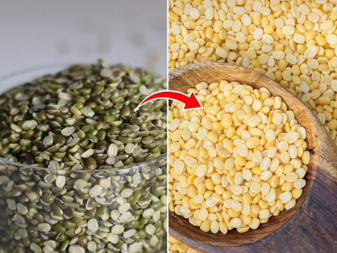 This lentil is a must-have in your diet - yellow or green? Which is more nutritious? | आहारात असायलाच हवी 'ही' डाळ - पिवळी का हिरवी ? कोणती असते जास्त पौष्टिक This lentil is a must-have in your diet - yellow or green? Which is more nutritious? | आहारात असायलाच हवी 'ही' डाळ - पिवळी का हिरवी ? कोणती असते जास्त पौष्टिक