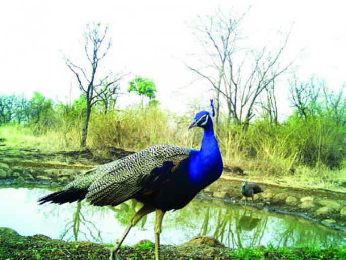 World BIodiversity Day : Peacocks, free movement of birds in Taljai Pachgaon forest area! | World BIodiversity Day : ' लॉकडाऊन' ठरतोय फायदेशीर ; तळजाई पाचगाव वनक्षेत्रात मोर, पक्ष्यांचा मुक्तसंचार ! World BIodiversity Day : Peacocks, free movement of birds in Taljai Pachgaon forest area! | World BIodiversity Day : ' लॉकडाऊन' ठरतोय फायदेशीर ; तळजाई पाचगाव वनक्षेत्रात मोर, पक्ष्यांचा मुक्तसंचार !