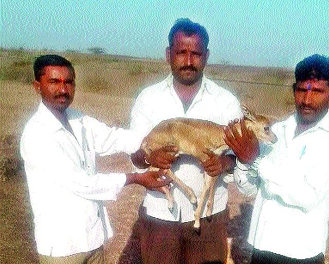 Cats survived by young men | तरु णांमुळे वाचला पाडसाचा जीव Cats survived by young men | तरु णांमुळे वाचला पाडसाचा जीव