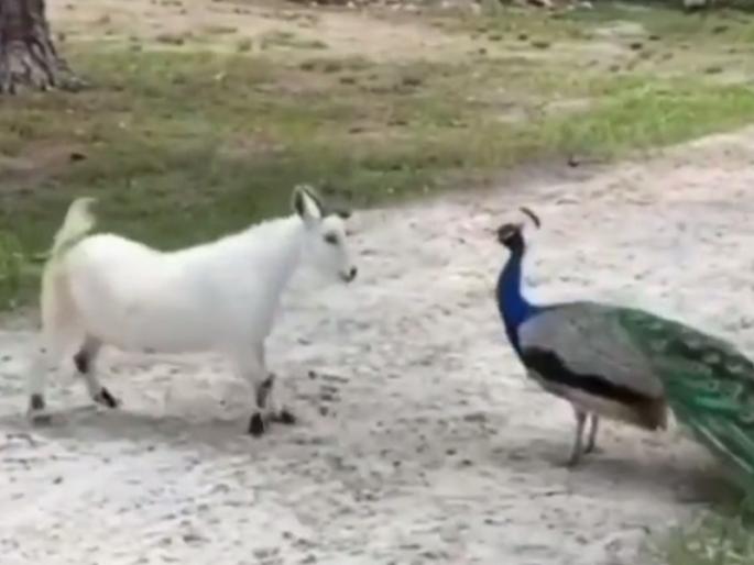 goat and peacock started fighting funny video goes viral on internet | Viral Video: बकरी अन् मोर यांची झाली तुफान फाईट अन् वातावरण झालं टाईट! goat and peacock started fighting funny video goes viral on internet | Viral Video: बकरी अन् मोर यांची झाली तुफान फाईट अन् वातावरण झालं टाईट!