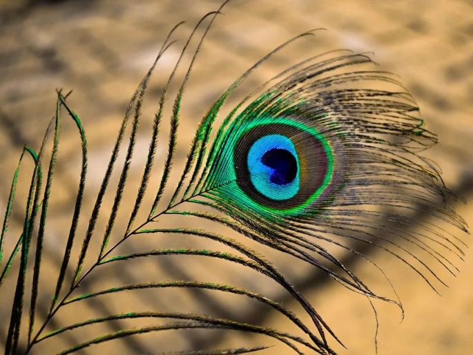 Outrageous! All the feathers plucked from a peacock to make a reel | संतापजनक! रील बनविण्यासाठी मोराची काढली सर्व पिसे Outrageous! All the feathers plucked from a peacock to make a reel | संतापजनक! रील बनविण्यासाठी मोराची काढली सर्व पिसे