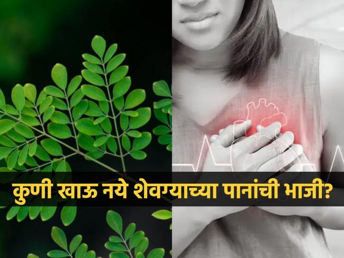 Who should not eat moring leaves and reason | शेवग्याच्या पानांना म्हटलं जातं सुपरफूड, पण 'या' ४ समस्या असलेल्यांनी चुकूनही खाऊ नये