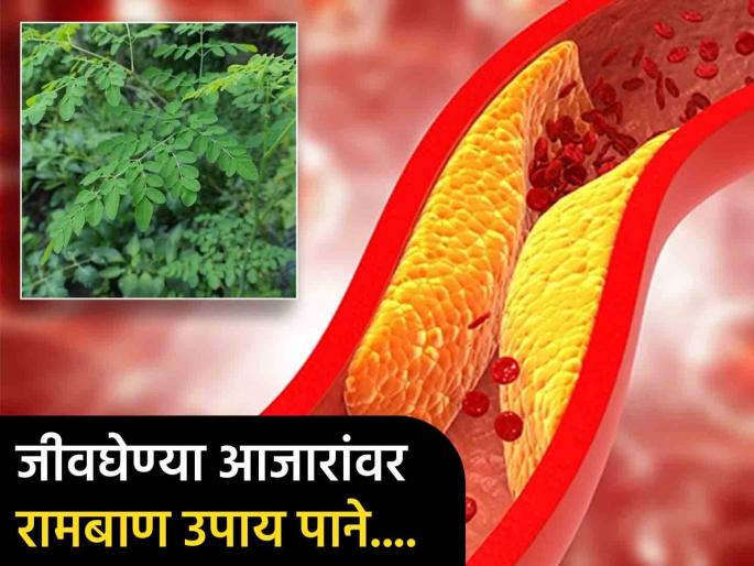 What are the benefits of moringa aka Shewga leafs? | दिसताच तोडून घ्या 'या' झाडाची पाने, नियमित सेवनाने शरीरातून लगेच दूर होतील 'हे' जीवघेणे आजार! What are the benefits of moringa aka Shewga leafs? | दिसताच तोडून घ्या 'या' झाडाची पाने, नियमित सेवनाने शरीरातून लगेच दूर होतील 'हे' जीवघेणे आजार!