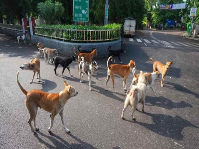 Plan to kill 3 million dogs in Morocco for FIFA World Cup 2030 | फिफा वर्ल्डकपूर्वी मोरोक्कोत दिला जाणार ३० लाख श्वानांचा बळी; कारण वाचून बसेल धक्का Plan to kill 3 million dogs in Morocco for FIFA World Cup 2030 | फिफा वर्ल्डकपूर्वी मोरोक्कोत दिला जाणार ३० लाख श्वानांचा बळी; कारण वाचून बसेल धक्का