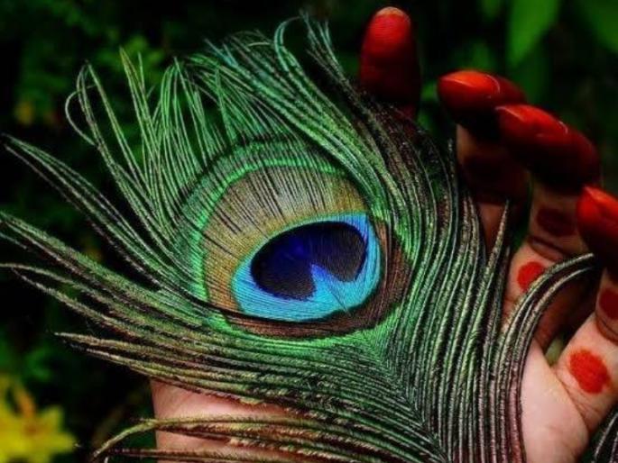 Keep morpankh near you as like krishna and experience many benefits! | कृष्णाने जसे मोरपिसाला जवळ केले, तसे तुम्हीही करा आणि अनुभवा अनेक फायदे! Keep morpankh near you as like krishna and experience many benefits! | कृष्णाने जसे मोरपिसाला जवळ केले, तसे तुम्हीही करा आणि अनुभवा अनेक फायदे!