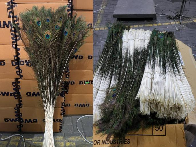 2 crore peacock feather smuggling exposed in mumbai | २ कोटींच्या मोरपिसांच्या तस्करीचा पर्दाफाश; डीआयआरची कारवाई 2 crore peacock feather smuggling exposed in mumbai | २ कोटींच्या मोरपिसांच्या तस्करीचा पर्दाफाश; डीआयआरची कारवाई