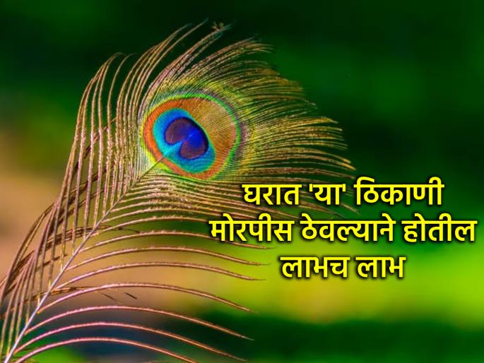 Vastu Shastra: According to Vastu Shastra, keep a peacock in 'this' part of the house, it will fill your life with new colors! | Vastu Shastra: वास्तु शास्त्रानुसार घराच्या 'या' भागात ठेवा मोरपीस, आयुष्यात भरतील नवे रंग! Vastu Shastra: According to Vastu Shastra, keep a peacock in 'this' part of the house, it will fill your life with new colors! | Vastu Shastra: वास्तु शास्त्रानुसार घराच्या 'या' भागात ठेवा मोरपीस, आयुष्यात भरतील नवे रंग!
