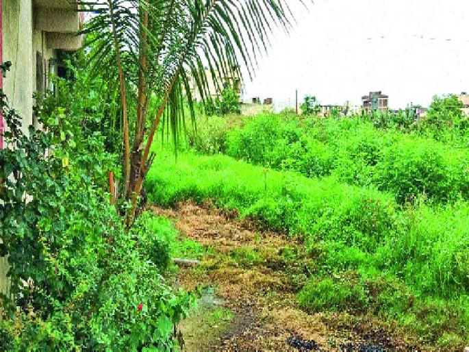 The incidence of mosquitoes | डासांच्या प्रादुर्भावाने धोका, महापालिकेचे दुर्लक्ष The incidence of mosquitoes | डासांच्या प्रादुर्भावाने धोका, महापालिकेचे दुर्लक्ष