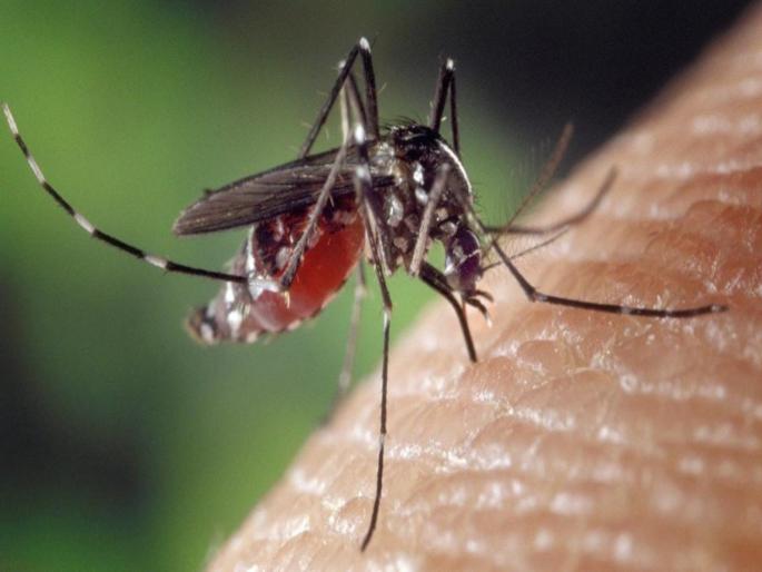 World Malaria Day : Here are ways to get rid of mosquitoes inside the house | World Malaria Day : भर उन्हाळ्यातही चावताय डास? अशी घ्या काळजी! World Malaria Day : Here are ways to get rid of mosquitoes inside the house | World Malaria Day : भर उन्हाळ्यातही चावताय डास? अशी घ्या काळजी!