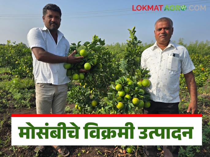 Latest News Farmer Success Story Thirty tons of citrus produced in two acres by young farmer from Yeola | Farmer Success Story : दोन एकरात काढले 30 टन मोसंबीचे उत्पादन, येवल्याच्या शेतकऱ्यांची कमाल  Latest News Farmer Success Story Thirty tons of citrus produced in two acres by young farmer from Yeola | Farmer Success Story : दोन एकरात काढले 30 टन मोसंबीचे उत्पादन, येवल्याच्या शेतकऱ्यांची कमाल