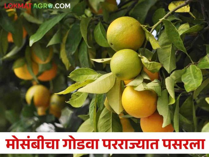 Mosambi Market: Farmers are getting rich with Mosambi; Exports are done in three states | Mosambi Market : मोसंबी घेऊन शेतकरी होतोय मालामाल; तीन राज्यांत केली जाते निर्यात Mosambi Market: Farmers are getting rich with Mosambi; Exports are done in three states | Mosambi Market : मोसंबी घेऊन शेतकरी होतोय मालामाल; तीन राज्यांत केली जाते निर्यात