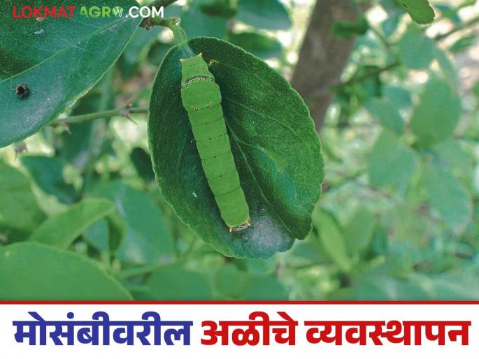 Crop Management: How to manage leaf-eating caterpillars on oranges, citrus, and psylla | Crop Management: संत्री, मोसंबीवरील पाने खाणारी अळी, सायलाचे असे करा व्यवस्थापन Crop Management: How to manage leaf-eating caterpillars on oranges, citrus, and psylla | Crop Management: संत्री, मोसंबीवरील पाने खाणारी अळी, सायलाचे असे करा व्यवस्थापन