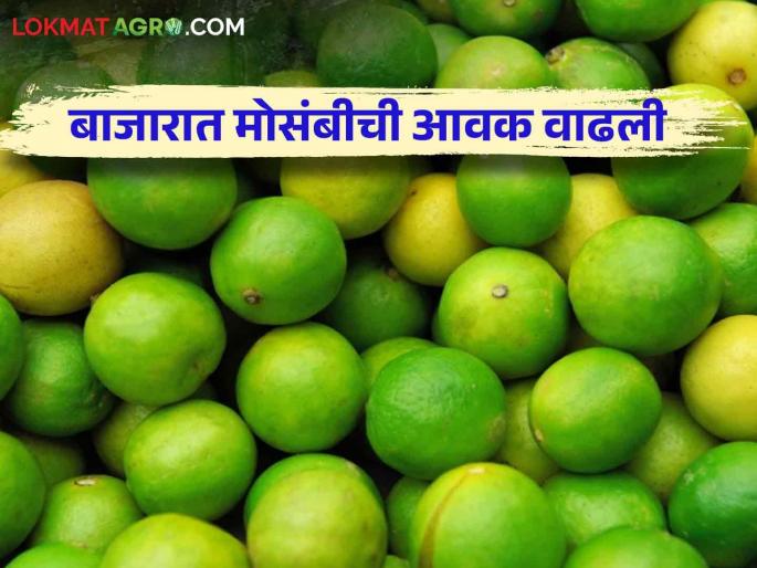 Mosambi Market : Inflow of "so many" tonnes into the Mosambi market; "This" price is available per ton | Mosambi Market : मोसंबी बाजारपेठेत "इतके" टनांची आवक; प्रतिटन मिळतोय "हा" भाव