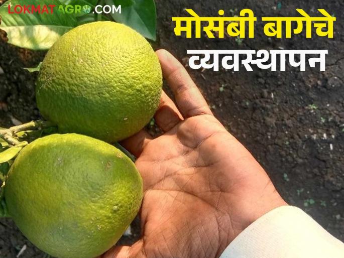 Sweet Orange: Citrus growers are in the grip of fruit rot and spider mite disease; take these measures | Sweet Orange : मोसंबी उत्पादक फळगळ अन् कोळी रोगाच्या कचाट्यात; असे करा उपाय Sweet Orange: Citrus growers are in the grip of fruit rot and spider mite disease; take these measures | Sweet Orange : मोसंबी उत्पादक फळगळ अन् कोळी रोगाच्या कचाट्यात; असे करा उपाय