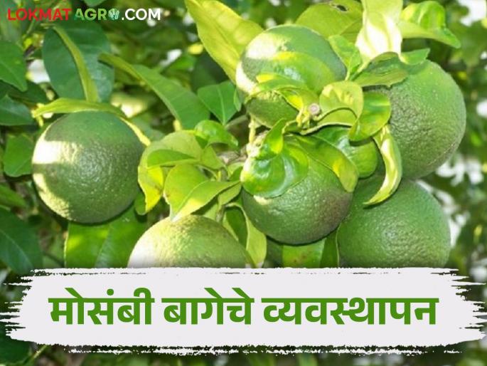 Mosambi Bahar: Mosambi growers should take care of the garden - Patil's appeal | Mosambi Bahar : मोसंबी उत्पादकांनी बागेची काळजी घ्या- पाटील यांचे आवाहन