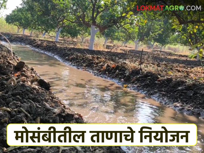 How to recognize stress in a citrus orchard and how to relieve it? Read in detail | मोसंबी बागेत ताण बसला हे कसे ओळखावे व ताण कसा तोडावा? वाचा सविस्तर How to recognize stress in a citrus orchard and how to relieve it? Read in detail | मोसंबी बागेत ताण बसला हे कसे ओळखावे व ताण कसा तोडावा? वाचा सविस्तर