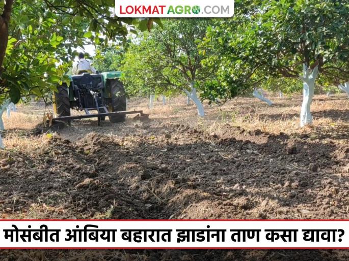 Mosambi Ambiya Bahar : How to stress the trees to produce more fruits in the sweet lime fruit crop; Read in detail | Mosambi Ambiya Bahar : मोसंबी पिकात अधिक फळ लागण्यासाठी झाडांना कसा द्याल ताण; वाचा सविस्तर Mosambi Ambiya Bahar : How to stress the trees to produce more fruits in the sweet lime fruit crop; Read in detail | Mosambi Ambiya Bahar : मोसंबी पिकात अधिक फळ लागण्यासाठी झाडांना कसा द्याल ताण; वाचा सविस्तर