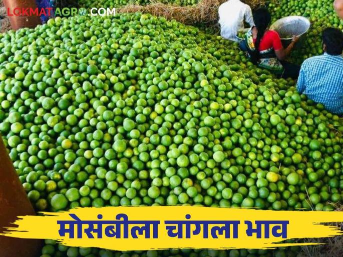 Sweet Lime Market : In Pachod Market, Mosambi got a high rate ; Farmers are happy with the increase in prices | Sweet Lime Market : पाचोड मार्केटमध्ये मोसंबीला मिळाला 'इतक्या' हजारांचा दर; भाव वाढल्याने शेतकरी आनंदी Sweet Lime Market : In Pachod Market, Mosambi got a high rate ; Farmers are happy with the increase in prices | Sweet Lime Market : पाचोड मार्केटमध्ये मोसंबीला मिळाला 'इतक्या' हजारांचा दर; भाव वाढल्याने शेतकरी आनंदी