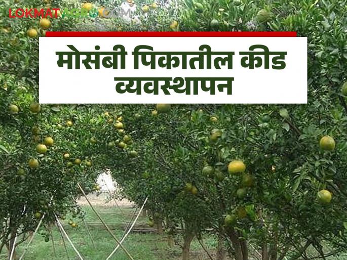 Mosambi and Santri Crops: latest news Take these measures against spider mites on mosambi and Santri crops | Mosambi and Santri Crops: मोसंबी व संत्रा पिकावरील कोळी किडींवर या करा उपाययोजना Mosambi and Santri Crops: latest news Take these measures against spider mites on mosambi and Santri crops | Mosambi and Santri Crops: मोसंबी व संत्रा पिकावरील कोळी किडींवर या करा उपाययोजना