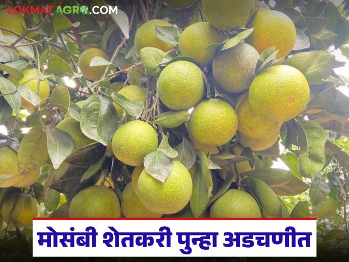 latest news Mosambi Market: Heavy rains and price hikes have resulted in a trader winning; the farmer has lost. Read in detail | Mosambi Market : अतिवृष्टीचा तडाखा आणि भावपाडीत व्यापारी जिंकला; हरला तो शेतकरी वाचा सविस्तर latest news Mosambi Market: Heavy rains and price hikes have resulted in a trader winning; the farmer has lost. Read in detail | Mosambi Market : अतिवृष्टीचा तडाखा आणि भावपाडीत व्यापारी जिंकला; हरला तो शेतकरी वाचा सविस्तर