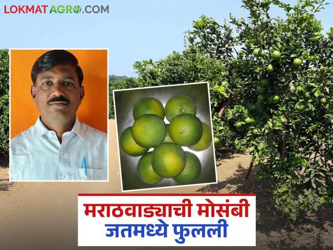 A teacher who left for work brought Marathwada's mosambi to western Maharashtra; Good income at low cost | नोकरी निमित्ताने गेलेल्या शिक्षकाने मराठवाड्याची मोसंबी आणली पश्चिम महाराष्ट्रात; कमी खर्चात चांगले उत्पन्न A teacher who left for work brought Marathwada's mosambi to western Maharashtra; Good income at low cost | नोकरी निमित्ताने गेलेल्या शिक्षकाने मराठवाड्याची मोसंबी आणली पश्चिम महाराष्ट्रात; कमी खर्चात चांगले उत्पन्न