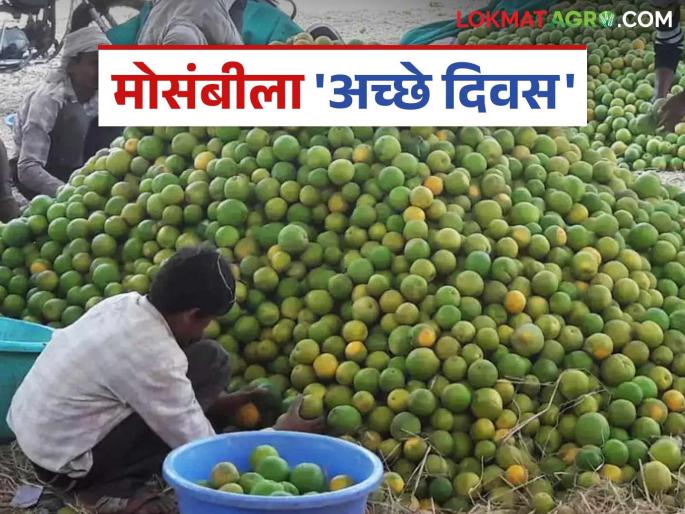 Mosimbi BajarBhav Update: latest news Mosimbi prices increase rapidly in the market read in details | Mosimbi BajarBhav Update : घाम गाळला, नशीब फळफळलं; मोसंबीच्या दरात झपाट्याने वाढ