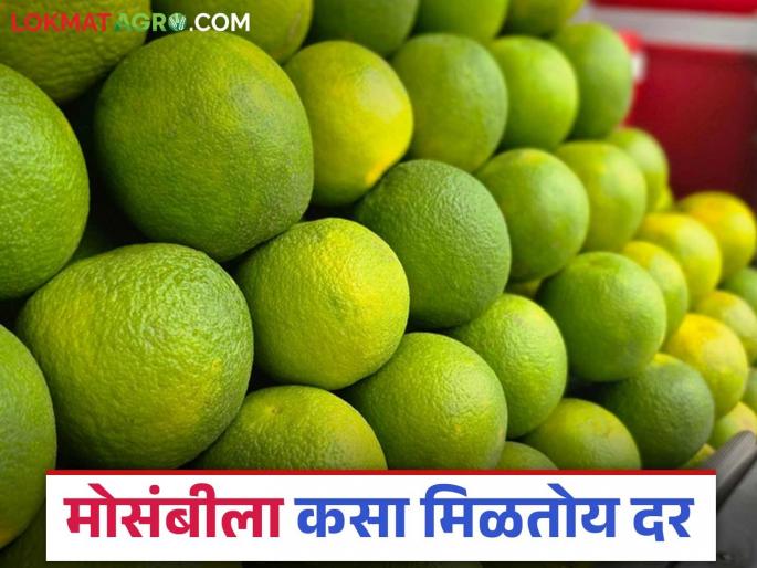 Mosambi Market: Know in detail what is the reason behind the fall in the price of Mosambi | Mosambi Market: मोसंबीचा दर घसरण्यामागे काय आहे कारण जाणून घ्या सविस्तर