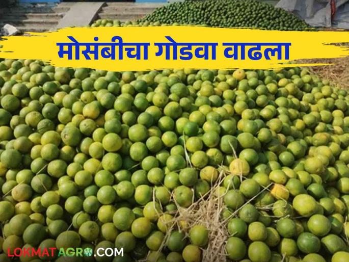Mosambi Market : The sweetness of Pachod's Mosambi increased; Inflow of 350 tonnes per day | Mosambi Market : पाचोडच्या मोसंबीचा गोडवा वाढला; दिवसभरात ३५० टनांची आवक Mosambi Market : The sweetness of Pachod's Mosambi increased; Inflow of 350 tonnes per day | Mosambi Market : पाचोडच्या मोसंबीचा गोडवा वाढला; दिवसभरात ३५० टनांची आवक