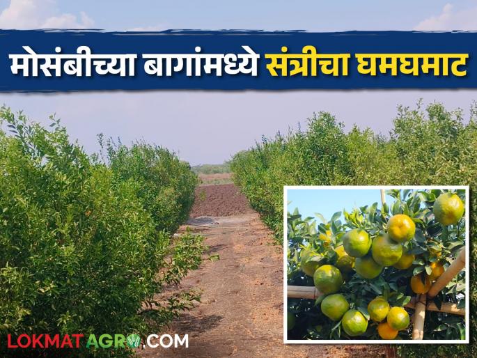 Orange orchards are flourishing in the decreasing area of Mosambi | मोसंबीच्या घटलेल्या क्षेत्रावर फुलविल्या जाताहेत संत्रीच्या बागा Orange orchards are flourishing in the decreasing area of Mosambi | मोसंबीच्या घटलेल्या क्षेत्रावर फुलविल्या जाताहेत संत्रीच्या बागा