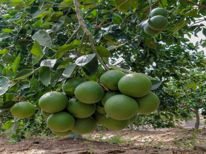 20 crores to citrus estates in Vidarbha; 40 crores to Marathwada | विदर्भातील सिट्रस इस्टेटला २० काेटी; तर मराठवाड्याला ४० काेटी रुपये 20 crores to citrus estates in Vidarbha; 40 crores to Marathwada | विदर्भातील सिट्रस इस्टेटला २० काेटी; तर मराठवाड्याला ४० काेटी रुपये