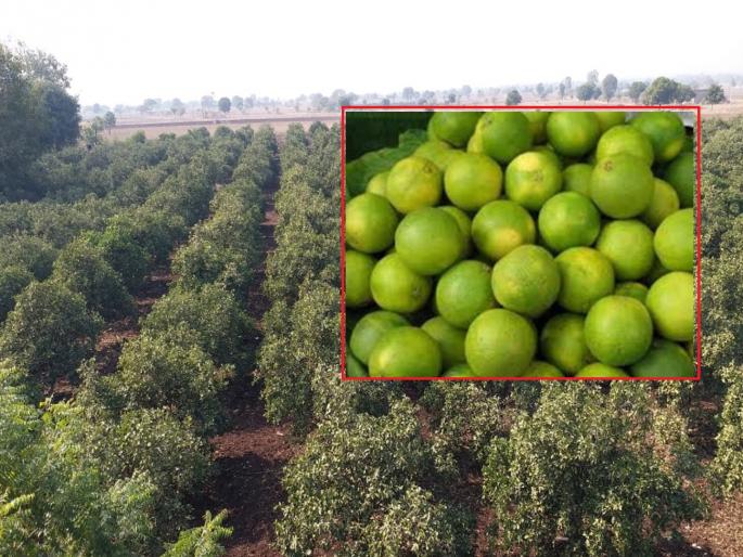 Delhi market slow, turnover to 50 per cent as monsoon prices fall; Economy of the farmers has gone wrong | मोसंबी उत्पादक शेतकऱ्यांचे गणित बिघडले; दिल्लीचा बाजार थंड, दर नसल्याने उलाढाल निम्मी Delhi market slow, turnover to 50 per cent as monsoon prices fall; Economy of the farmers has gone wrong | मोसंबी उत्पादक शेतकऱ्यांचे गणित बिघडले; दिल्लीचा बाजार थंड, दर नसल्याने उलाढाल निम्मी