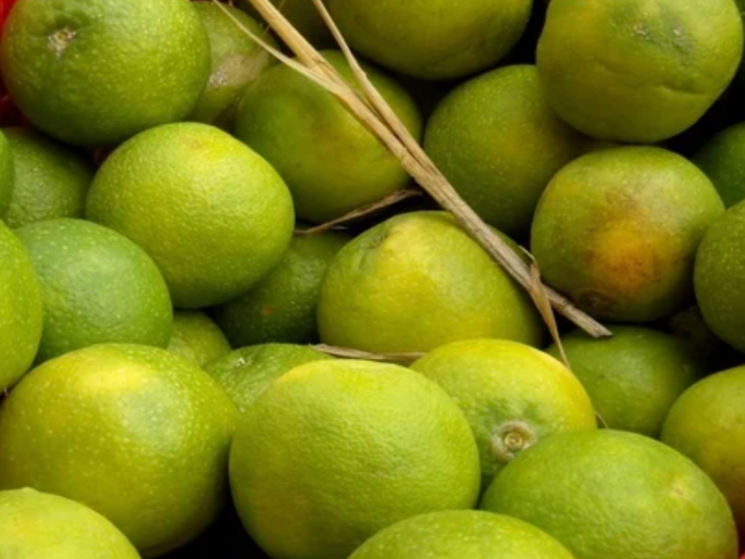 17 crore 22 lakhs demand from agriculture department for construction of citrus estate in Isarwadi | इसारवाडीतील सिट्रस इस्टेटच्या उभारणीसाठी कृषी विभागाकडून १७ कोटी २२ लाखांची मागणी 17 crore 22 lakhs demand from agriculture department for construction of citrus estate in Isarwadi | इसारवाडीतील सिट्रस इस्टेटच्या उभारणीसाठी कृषी विभागाकडून १७ कोटी २२ लाखांची मागणी