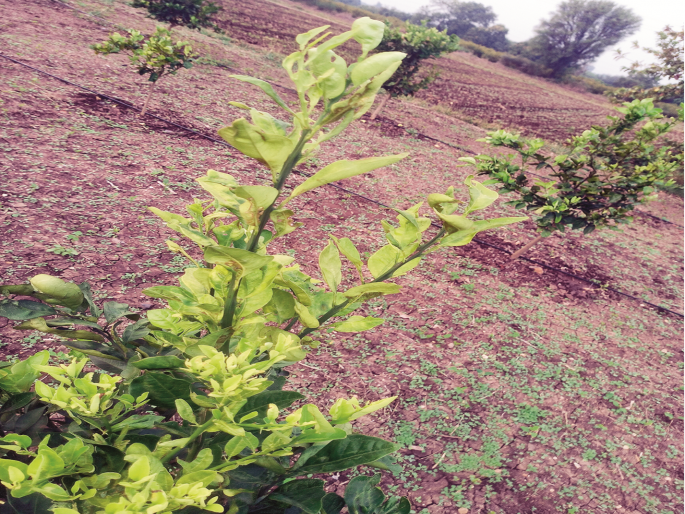 Mosambi trees suddenly turned yellow; Orchard farmer in tension due to unknown disease | मोसंबीची झाडे अचानक पिवळी पडली; अज्ञात रोगाने फळबाग शेतकरी हवालदिल Mosambi trees suddenly turned yellow; Orchard farmer in tension due to unknown disease | मोसंबीची झाडे अचानक पिवळी पडली; अज्ञात रोगाने फळबाग शेतकरी हवालदिल