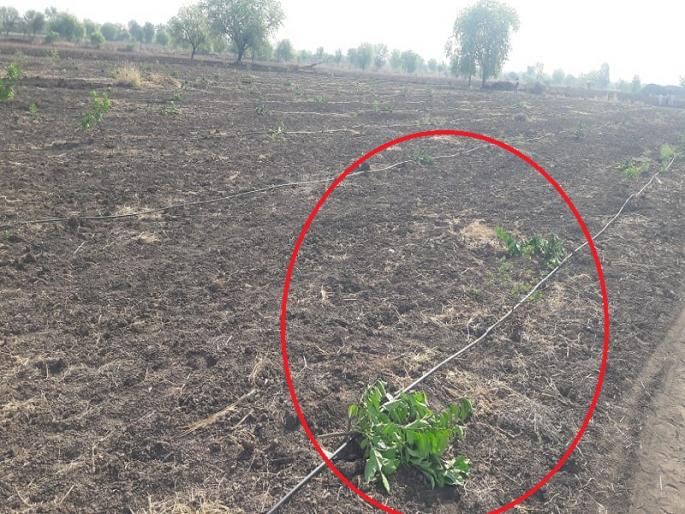 The unknown person threw 700 sweet lemons plant out of the field in Jalana | दुष्काळात तेरावा महिना; अज्ञाताने शेतातील ७०० मोसंबीची रोपे उपटून फेकली  The unknown person threw 700 sweet lemons plant out of the field in Jalana | दुष्काळात तेरावा महिना; अज्ञाताने शेतातील ७०० मोसंबीची रोपे उपटून फेकली