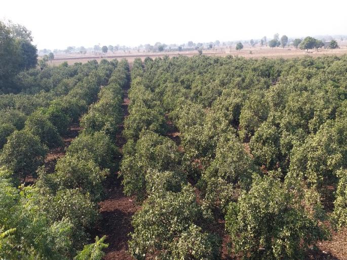 The farmer bought water for 4.5 million rupees to live in the Mosambi farming | मोसंबी बाग जगविण्यासाठी शेतकऱ्याने साडेपाच लाख रुपयांचे पाणी घेतले विकत The farmer bought water for 4.5 million rupees to live in the Mosambi farming | मोसंबी बाग जगविण्यासाठी शेतकऱ्याने साडेपाच लाख रुपयांचे पाणी घेतले विकत