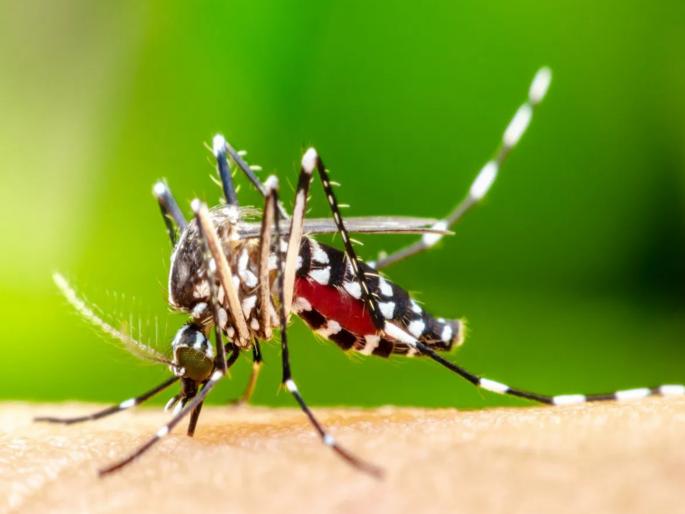 32 positive dengue cases and 285 suspected cases in the first fortnight of September, 'these' are the symptoms | Pune Dengue Cases: सप्टेंबरच्या पहिल्या पंधरवड्यात डेंग्यूचे ३२ पॉझिटिव्ह तर २८५ संशयित रुग्ण, 'ही' आहेत लक्षणे 32 positive dengue cases and 285 suspected cases in the first fortnight of September, 'these' are the symptoms | Pune Dengue Cases: सप्टेंबरच्या पहिल्या पंधरवड्यात डेंग्यूचे ३२ पॉझिटिव्ह तर २८५ संशयित रुग्ण, 'ही' आहेत लक्षणे