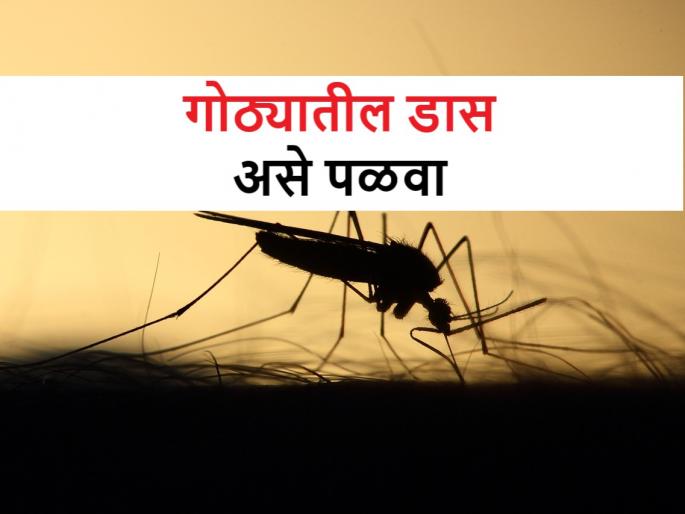 how to control mosquitoes in your cowshed? Try these remedies | तुमच्याही गोठ्यात डासांचा त्रास वाढलाय? काळजी नको. हे पाच उपाय करून पहा how to control mosquitoes in your cowshed? Try these remedies | तुमच्याही गोठ्यात डासांचा त्रास वाढलाय? काळजी नको. हे पाच उपाय करून पहा