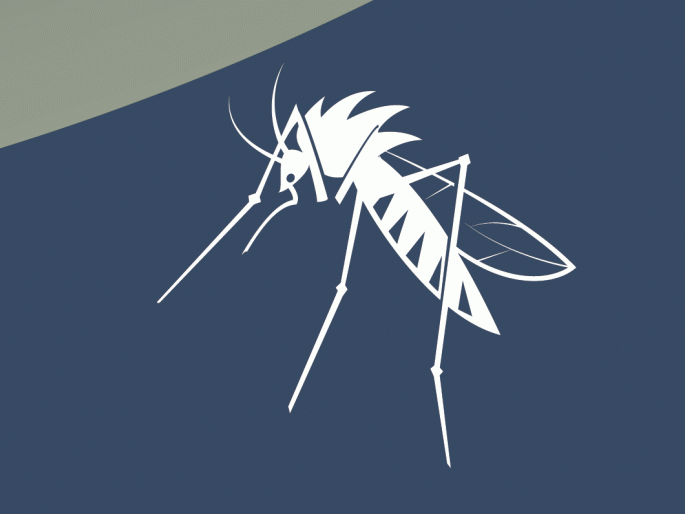  Akolaker suffers due to mosquito eruption | डासांच्या उद्रेकामुळे अकोलेकर त्रस्त: उपाय निष्फळ