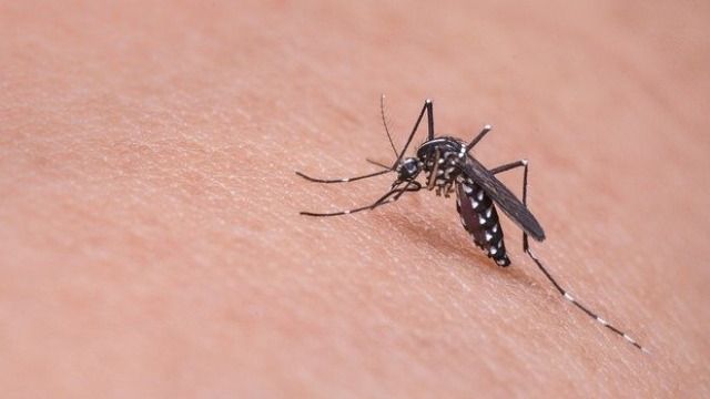 Half of the malaria patients in the state are in Gadchiroli | राज्यातील हिवतापाचे अर्धे रुग्ण गडचिरोलीत Half of the malaria patients in the state are in Gadchiroli | राज्यातील हिवतापाचे अर्धे रुग्ण गडचिरोलीत