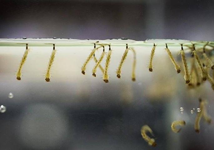 The risk of dengue increased in Nagpur, larvae were found in 794 places in two days | नागपुरात डेंग्यूचा धोका वाढला, दोन दिवसात ७९४ ठिकाणी आढळली अळी The risk of dengue increased in Nagpur, larvae were found in 794 places in two days | नागपुरात डेंग्यूचा धोका वाढला, दोन दिवसात ७९४ ठिकाणी आढळली अळी