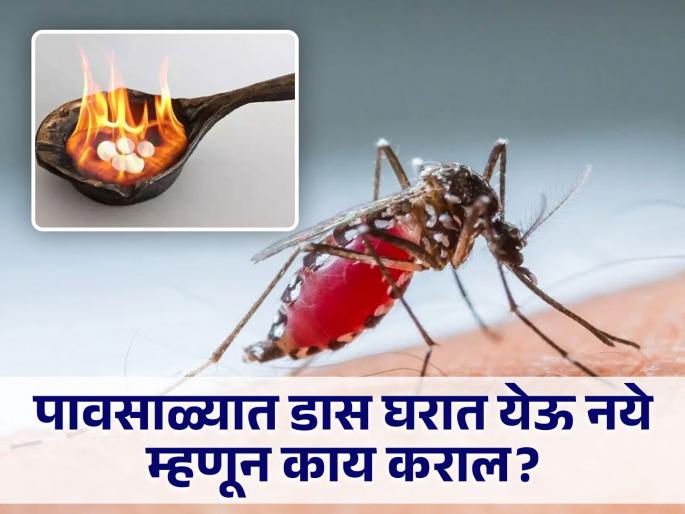 How to get rid of mosquitoes at home, some Natural Tips | पावसाळ्यात डासांपासून सुटका हवीये? लगेच करा हे आयुर्वेदिक उपाय... How to get rid of mosquitoes at home, some Natural Tips | पावसाळ्यात डासांपासून सुटका हवीये? लगेच करा हे आयुर्वेदिक उपाय...