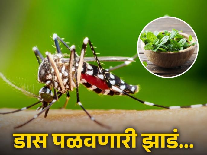 These plants help to get away mosquitoes | 'या' झाडांच्या मदतीने घरातून पळून जातात डास, तुमच्याकडे आहेत का?