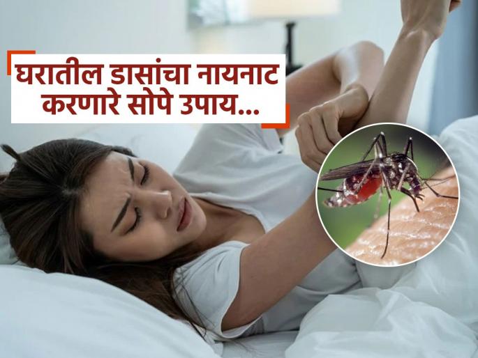 Easy and natural best home remedies to get rid of mosquitoes | मोजून चार उपाय, कोणताही एक करा आणि डास पळवा! पैसेही वाचतील आणि केमिकलचा त्रास नाही Easy and natural best home remedies to get rid of mosquitoes | मोजून चार उपाय, कोणताही एक करा आणि डास पळवा! पैसेही वाचतील आणि केमिकलचा त्रास नाही