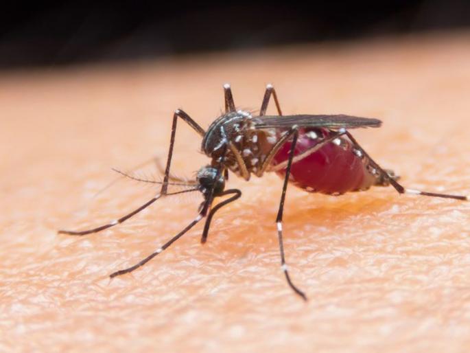Why mosquitoes bite some more than others | डास फक्त आपल्यालाच चावतात; असे तुम्हाला वाटते का?