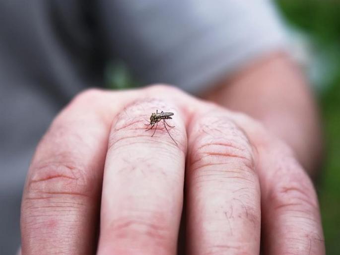 Nashik: Dengue partner alerts municipality in Nashik | नाशिक मध्ये डेेंग्यूच्या साथीमुळे महापालिका सतर्क Nashik: Dengue partner alerts municipality in Nashik | नाशिक मध्ये डेेंग्यूच्या साथीमुळे महापालिका सतर्क