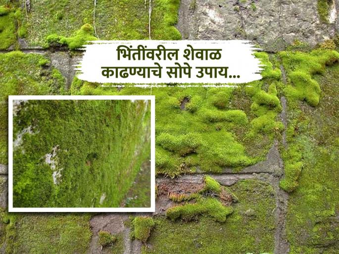 Simple tips to instantly remove stubborn algae and moss from walls and floors | भिंत किंवा फरशीवरील चिव्वट शेवाळ काढण्याचे 5 सोपे उपाय, घरात घसरण्याचा धोका होईल लगेच दूर