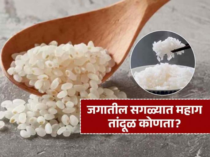 Most expensive rice in world Japan's kinmemai premium rice price | जगातील सगळ्यात महाग तांदूळ, 1 किलोची किंमत वाचून येईल चक्कर; पाहा काय आहे याची खासियत Most expensive rice in world Japan's kinmemai premium rice price | जगातील सगळ्यात महाग तांदूळ, 1 किलोची किंमत वाचून येईल चक्कर; पाहा काय आहे याची खासियत