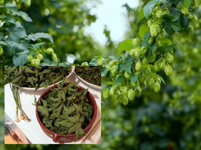 The most expensive vegetable in the world, the price of one kg of gold is a special feature | जगातली सगळ्यात महागडी भाजी, एक किलोच्या किमतीत येईल एवढं सोनं, असं आहे खास वैशिष्ट्य The most expensive vegetable in the world, the price of one kg of gold is a special feature | जगातली सगळ्यात महागडी भाजी, एक किलोच्या किमतीत येईल एवढं सोनं, असं आहे खास वैशिष्ट्य